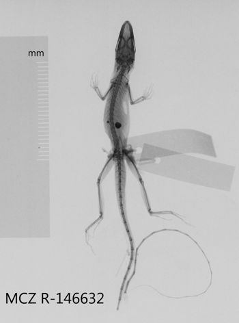 Media type: image;   Herpetology R-146632 Aspect: dorsoventral x-ray